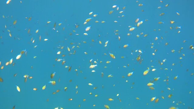 A school of colorful small chromis fish swims in the blue sea in the sun rays