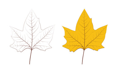 detailed leaf drawing. hand drawn yellowed leaf illustration