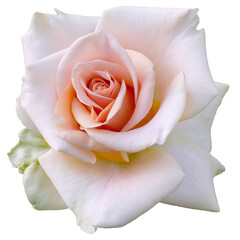 Fresh beautiful pink rose isolated on a transparent background. Detail for creating a collage - 718326190
