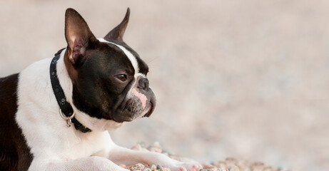 Outdoor head portrait of a 2-year-old black and white dog, young purebred Boston Terrier. Boston Terrier dog posing in the beach. Large copy space, blurry background.  Chien noir et blanc couché.