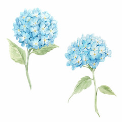 Beautiful floral set with watercolor hand drawn hydrangea flowers. Nature illustration. Stock clip art. - 718326780