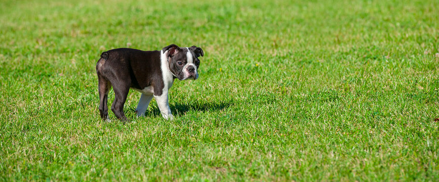 A young Boston Terrier playing in a park against a green background. Black and white dog portrait on green grass. Purebred Boston Terrier puppy outdoor. Large copy space