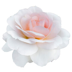 Fresh beautiful pink rose isolated on a transparent background. Detail for creating a collage - 718326919