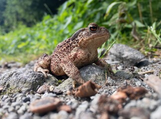 Common European toad (bufo bufo). Detail of frog