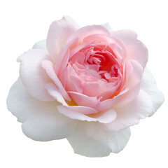Fresh beautiful pink rose isolated on a transparent background. Detail for creating a collage - 718327175