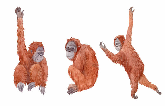 Beautiful set with watercolor hand drawn red haired orangutan illustrations. Stock clip art.