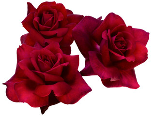 Three dark red roses on white background. - 718327375