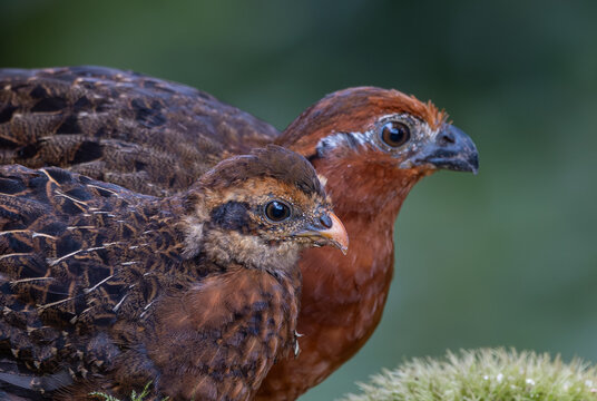 Odontophorus hyperythrus, Perdiz Colorada