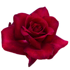 Single dark red rose is on transparent background. Detail for creating a collage - 718327713