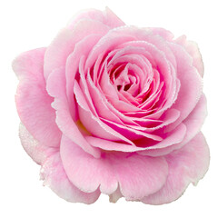 Fresh beautiful pink rose with dew drops isolated on a transparent background. Detail for creating a collage - 718327763