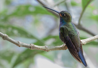 Colibrí Nagüiblanco - Rufous-gaped Hillstar - Urochroa bougueri 