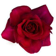 Single dark red rose is on transparent background. Detail for creating a collage - 718328365