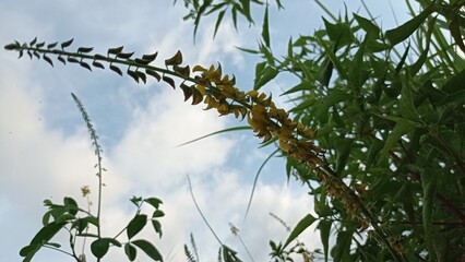 grass and sky