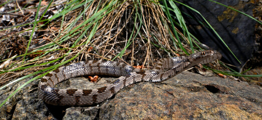European cat snake // Europäische Katzennatter (Telescopus fallax)