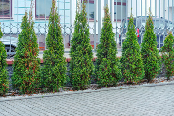 Row of evergreen thuja trees growing as green hedge fence along walking pathway at countryside cottage backyard. Landscaping design with topiary concept. - Powered by Adobe