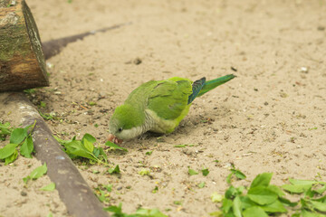 A monk parakeet (Myiopsitta monachus), also known as a quaker parakeet, sits on a green tree branch in the early morning in the northern Pantanal, Mato Grosso in Brazil.