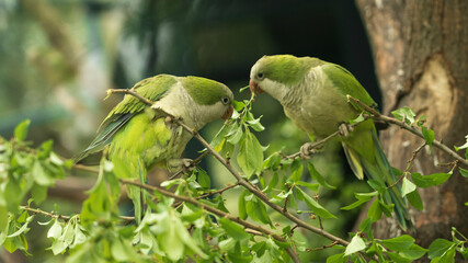 A monk parakeet (Myiopsitta monachus), also known as a quaker parakeet, sits on a green tree branch in the early morning in the northern Pantanal, Mato Grosso in Brazil.