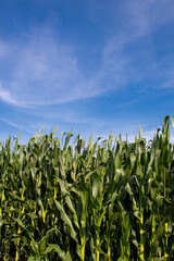 MAIZ VERDE DEL CAMPO CON CIELO AZUL, AGRICULTURA