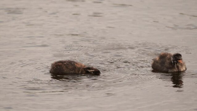 A chicken of little grebe (Tachybaptus ruficollis), also known as dabchick looking underwater