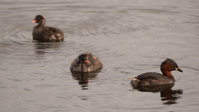 A chicken of little grebe (Tachybaptus ruficollis), also known as dabchick stretching its wings and being fed by a parent bird