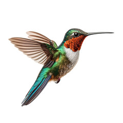 Fototapeta premium hummingbird on a branch