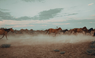 Landscape of wild horses running at sunset with dust in background.