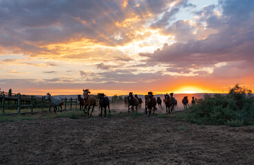 Landscape of wild horses running at sunset with dust in background.