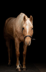 Fototapeta premium Horses