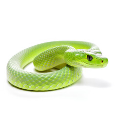Fototapeta premium green snake on white background