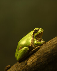 Yellow-blue lizard Panther-chameleon sitting on a large branch