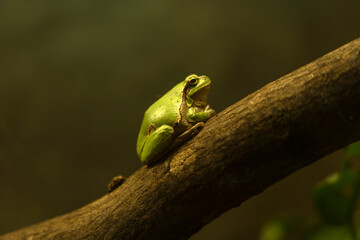Yellow-blue lizard Panther-chameleon sitting on a large branch