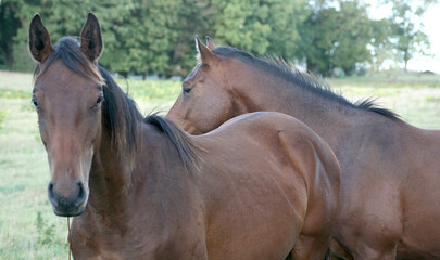 portrait of a horse