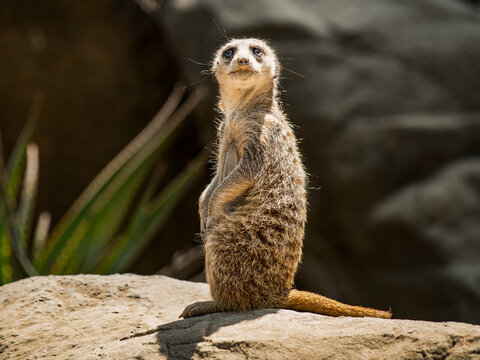 meerkat on guard duty © roger timothy hudson