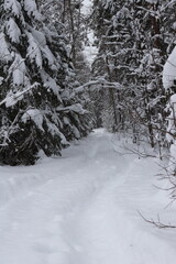 Fototapeta premium winter forest road