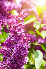 Fototapeta premium Purple lilac flowers on the bush. Beautiful Syringa flowers, selective focus.