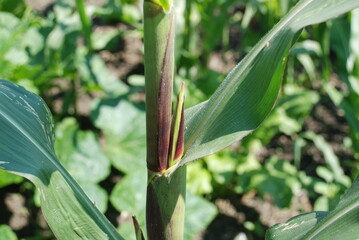 Corn grows in the garden. Under the bright summer sun, tall shoots with thick green stems and long elongated leaves grew. Among the leaves you can see the cobs of a growing vegetable.