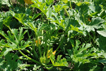 Zucchini blooms in the garden. Under the bright sun, tall plants with wide leaves grow on the ground in the garden. Below the leaves, yellow flowers of the vegetable crop bloomed.