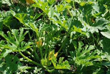 Zucchini blooms in the garden. Under the bright sun, tall plants with wide leaves grow on the ground in the garden. Below the leaves, yellow flowers of the vegetable crop bloomed.