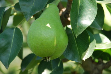 Pear tree with fruits. Under the sun, many green pears grew on a low tree. The fruits are elongated...