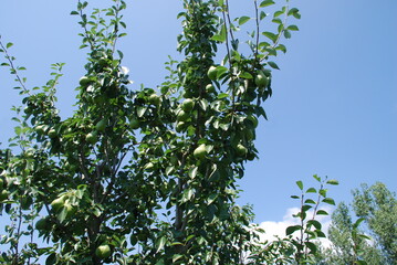 Pear tree with fruits. Under the sun, many green pears grew on a low tree. The fruits are elongated with a thickening at the bottom. They hang on branches among green leaves. Fruits ripen under sun.