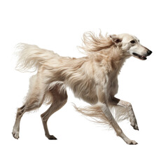 Obraz na płótnie Canvas Windhound running on transparent background