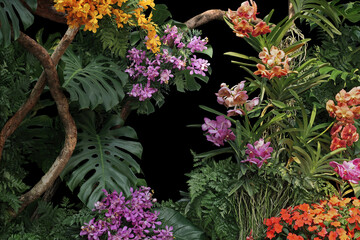 Tropical vibes plant bush floral arrangement nature backdrop with tropical leaves Monstera and ferns and Vanda orchids tropical flower decor on tree branch liana vine plant on black background