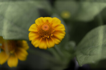 yellow flower in the garden, macro