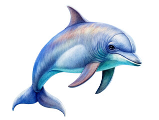 Dolphin Tropical Mammal-