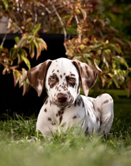 Pink the dalmatian