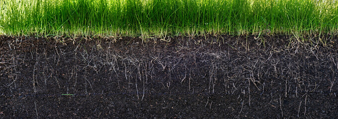 grass with roots and soil - obrazy, fototapety, plakaty