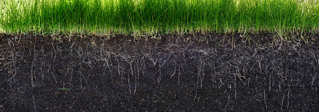 grass with roots and soil
