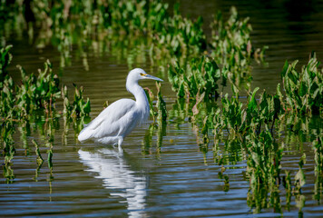 A Snowy Egret searches for food at the lake's edge near Phoenix Arizona