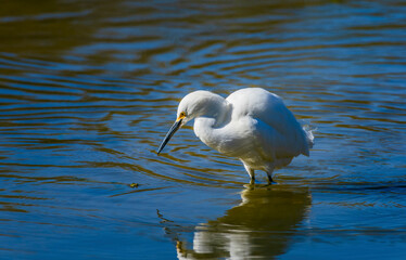 A Snowy Egret searches the shallow water for fish - 718338534