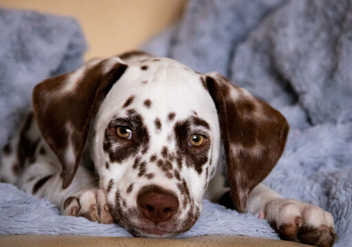 Pink the dalmatian